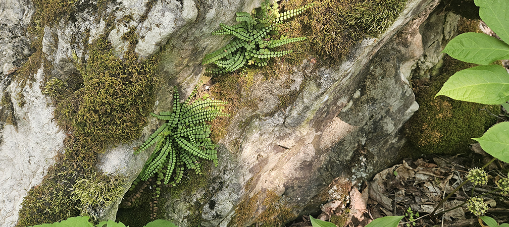 maidenhair spleenwort, Malcom Bluff Shores Nature Reserve