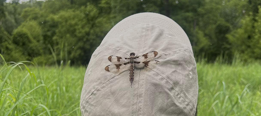 common whitetail dragonfly, Sydenham River Nature Reserve