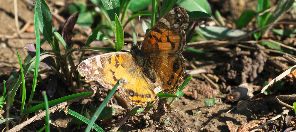 American lady butterfly