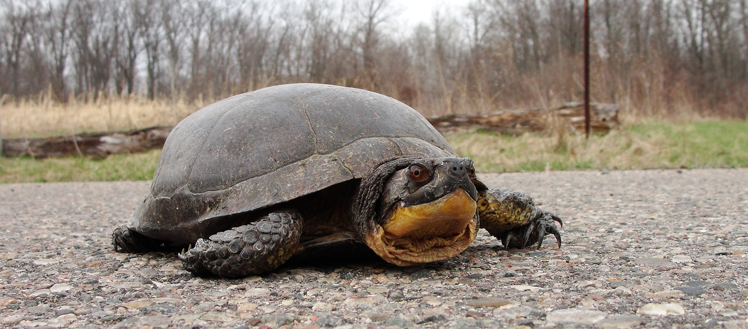 Blanding's turtle, Threatened Species At Risk in Ontario