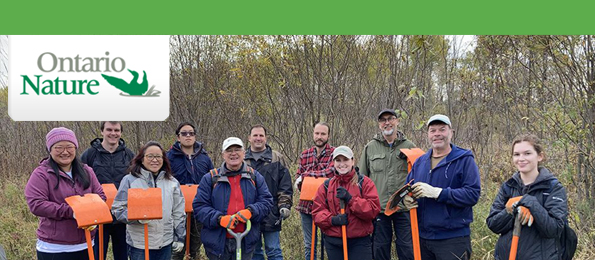 Ontario Nature buckthorn removal volunteers