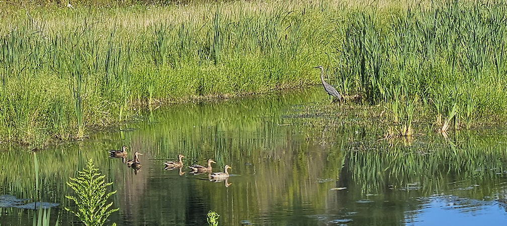 heron and mallards, Cawthra Mulock Nature Reserve, wetland