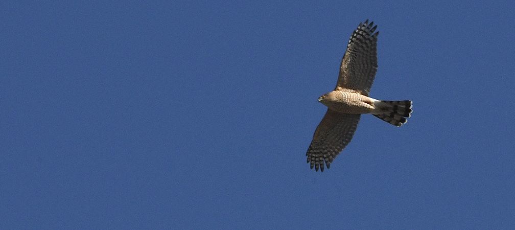 Cooper's hawk in flight