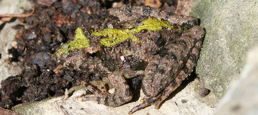 Blanchard's cricket frog, northern cricket frog, extirpated from Ontario