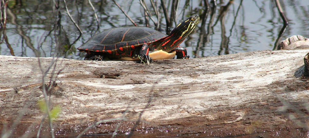 Midland painted turtle