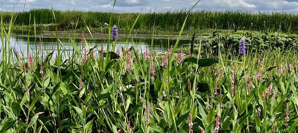 Gananoque Lake Nature Reserve, wetland