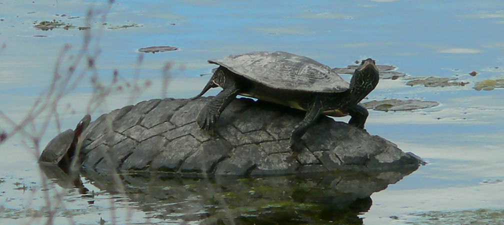 turtles on littered rubber tire in Lake Ontario, Kingston