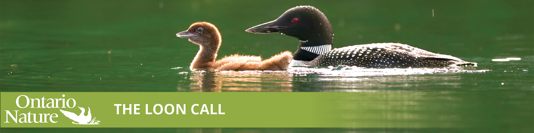 Loon Call - Ontario Nature's Newsletter