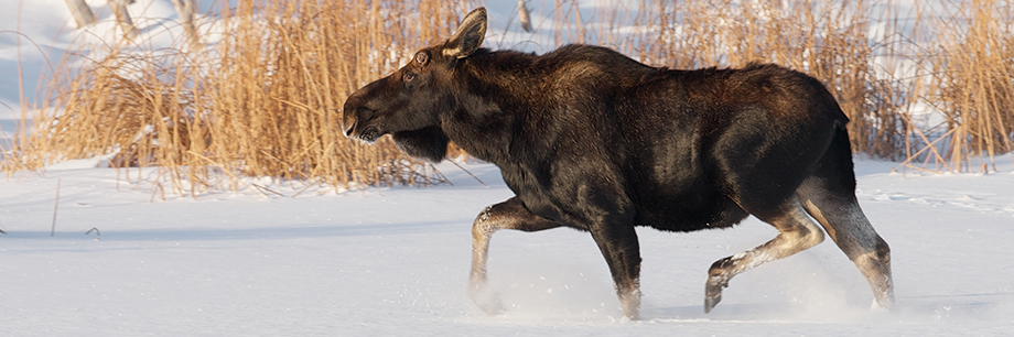 winter moose