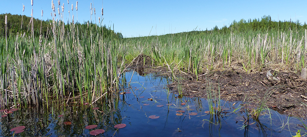 Muskrat house, cattails and lilypads in Ontario marsh