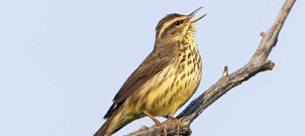 northern waterthrush