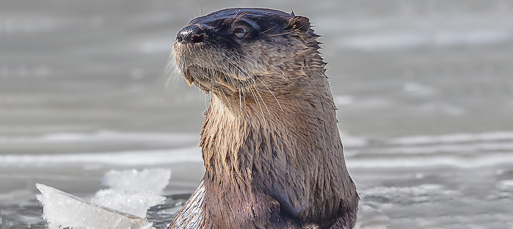 North American river otter