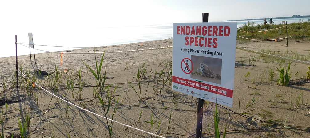 piping plover signage Wasaga Beach