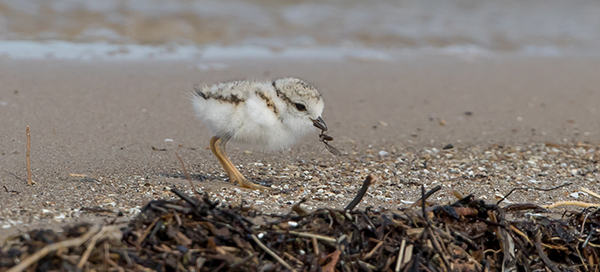 piping plover chick, endangered species at risk in Ontario