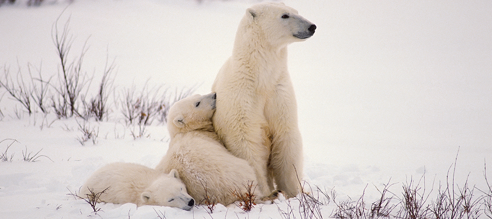 polar bear with cubs, species at risk, threatened species