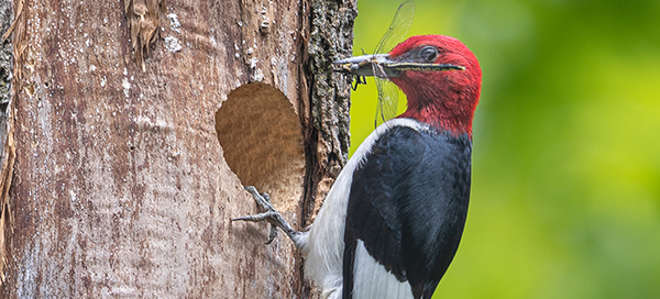 red-headed woodpecker, endangered
