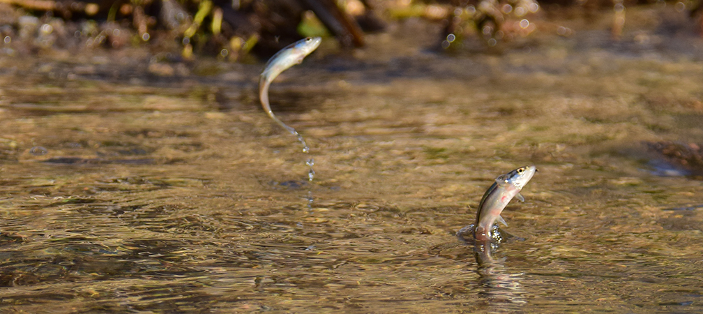 redside dace, Endangered species