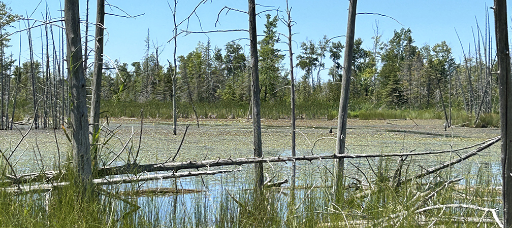 Sauble Dunes Nature Reserve
