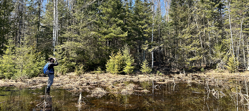 Sauble Dunes North