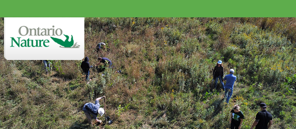 Sydenham River Nature Reserve, volunteer tree planting event