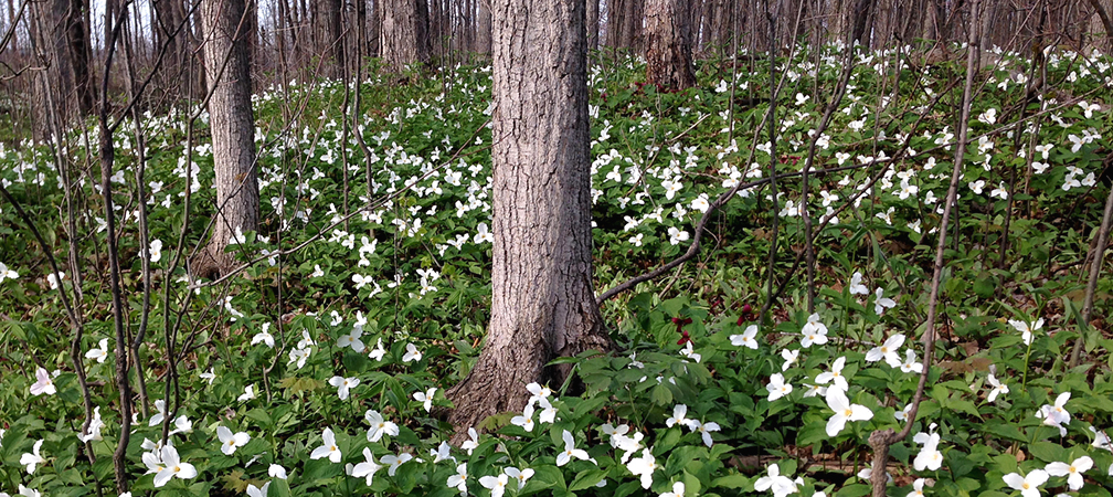 a carpet of white trilliums in a mature forest