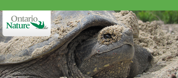 a nesting snapping turtle