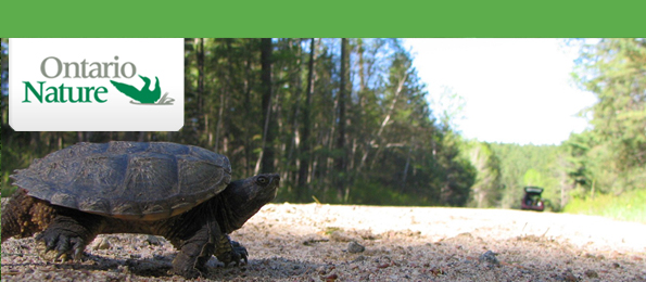 snapping turtle on road