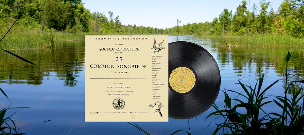 Sounds of Nature, common songbirds, recordings