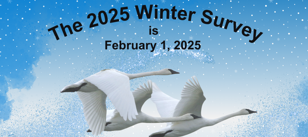 2025 Trumpeter Swan Survey, Feb 2