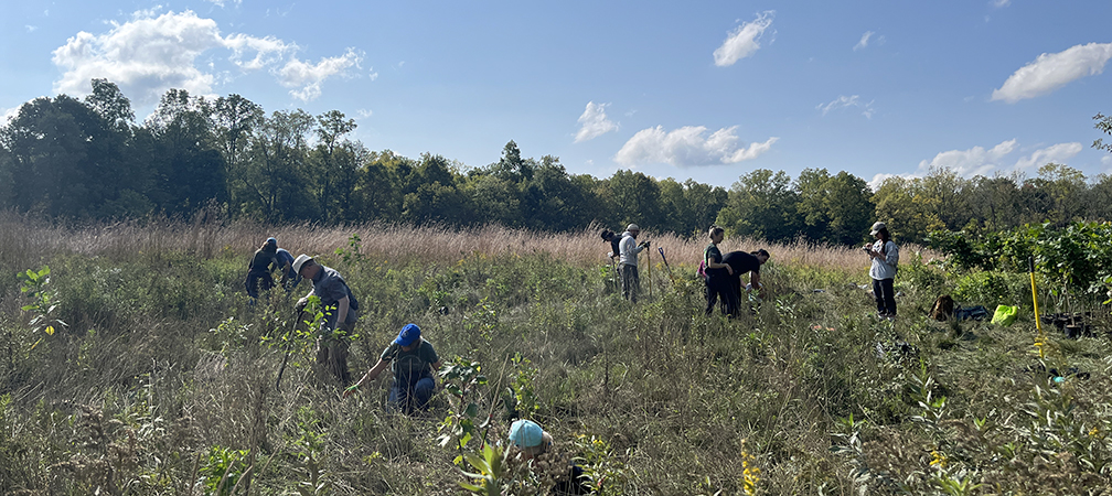 Sydenham River Nature Reserve, planting event