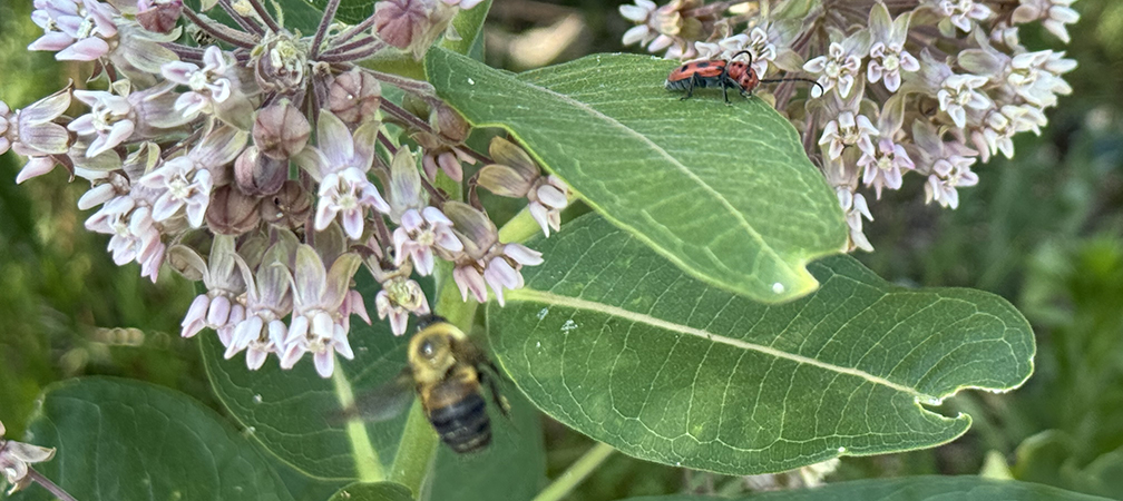 brown-belted bumblebee and milkweed beetle