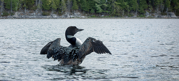 dancing loon in the wilderness