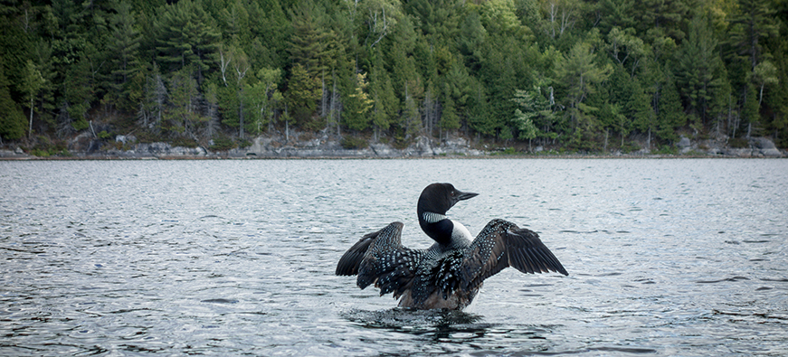 dancing loon in the wilderness