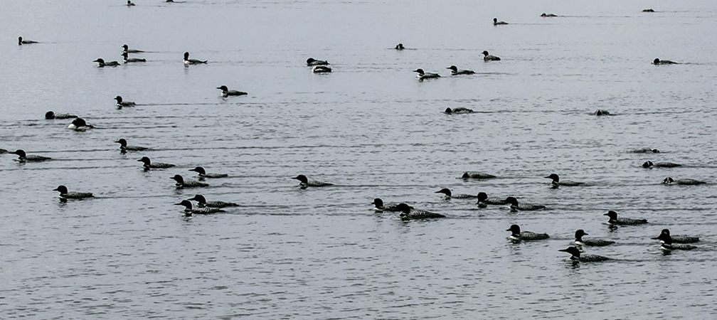 Migrating loons
