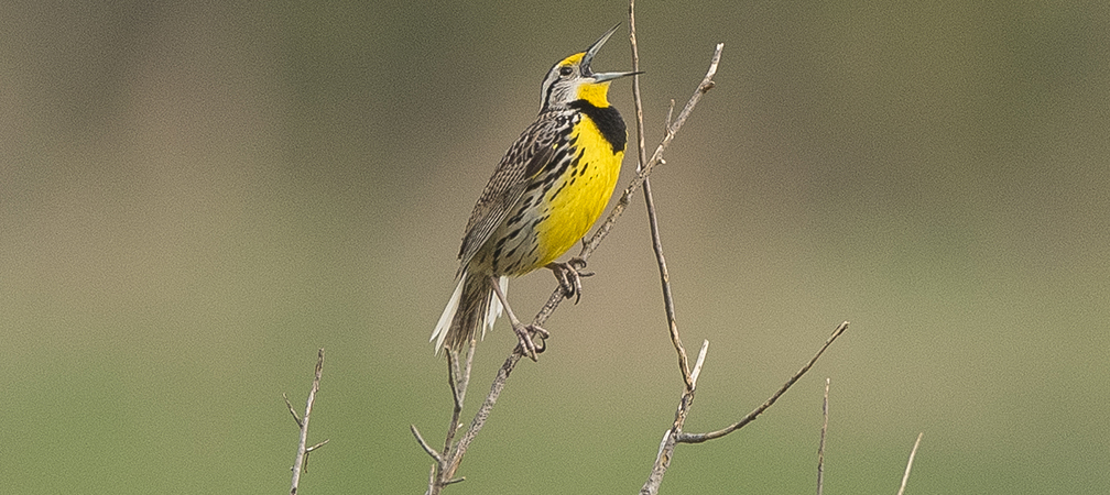 eastern meadowlark, species at risk