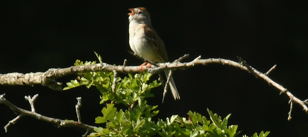 field sparrow, Kinghurst Forest Nature Reserve