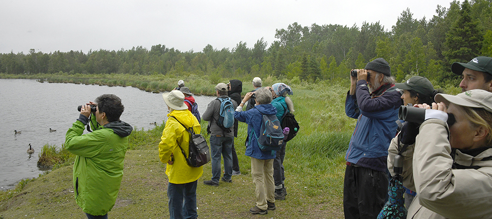 Sudbury area birdwatching