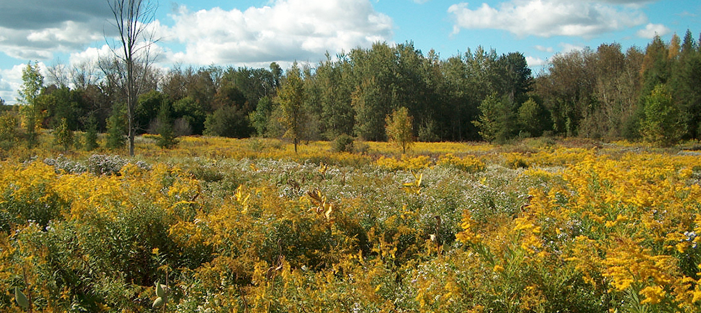 Cawthra Mulock Nature Reserve, goldenrod meadow