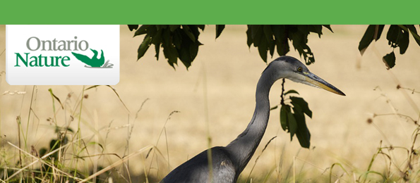 great blue heron, Orillia area