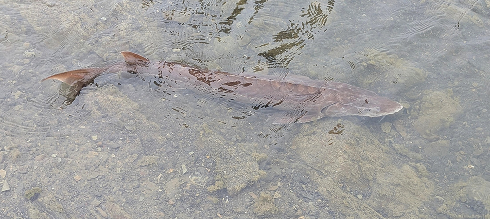 lake sturgeon, species at risk, endangered species, impacted by Bill 5