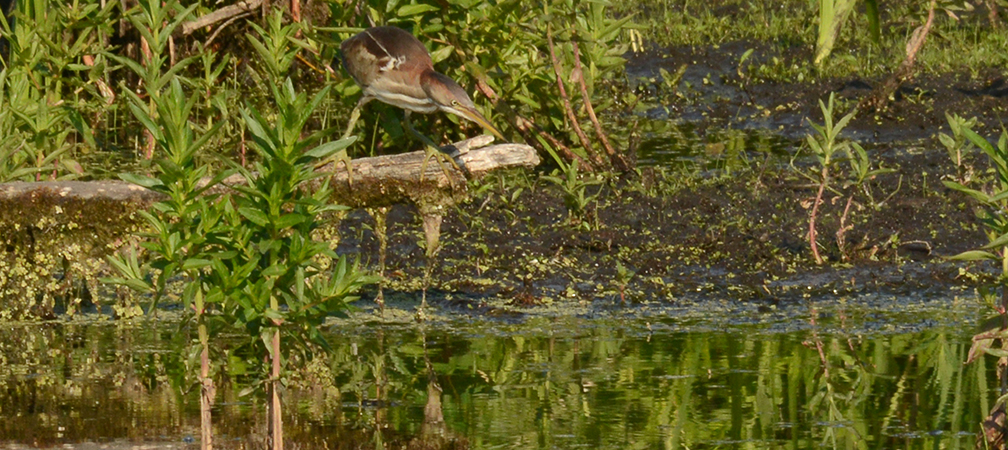 least bittern, species at risk