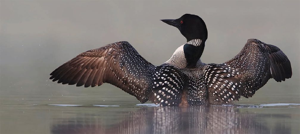 loon on the water