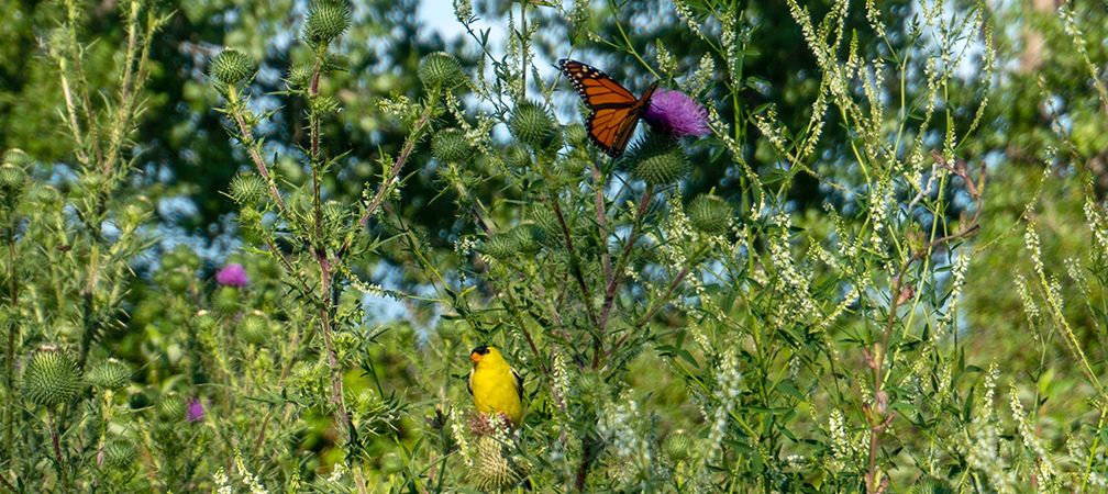 American goldfinch and monarch butterfly