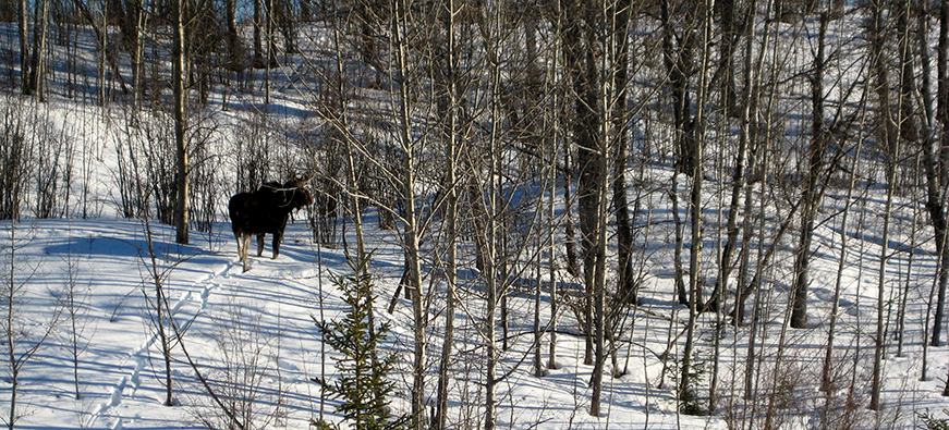 a moose wandering in a snowy forest