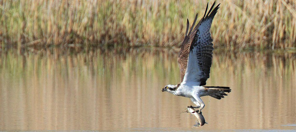 osprey lake and wetlands