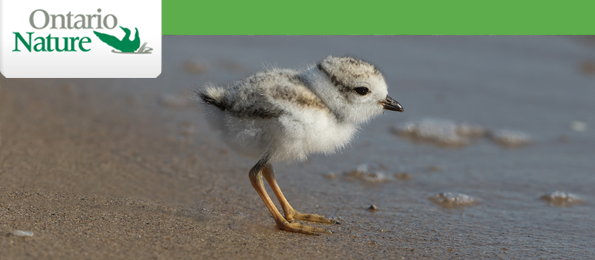 endangered piping plover chick