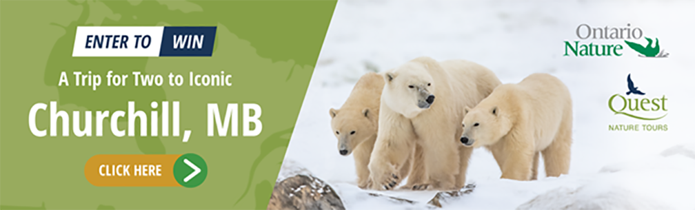 Quest Nature Tours - Churchill, Polar bear Excursion