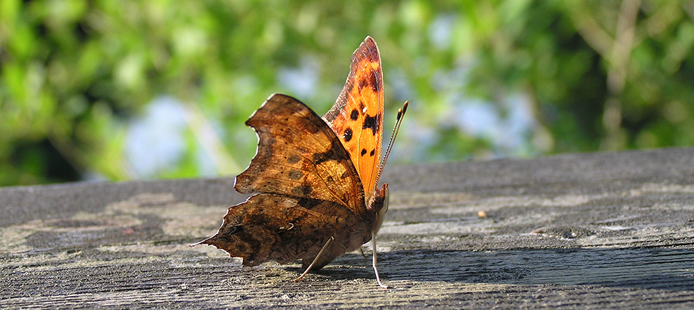 question mark butterfly near wetland