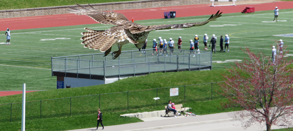 red-tailed hawk, Centennial Park, Etobicoke