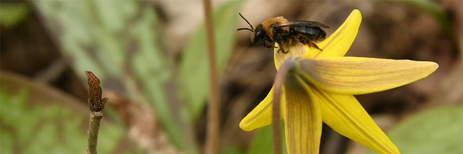 bee and trout lily, Willoughby Nature Reserve